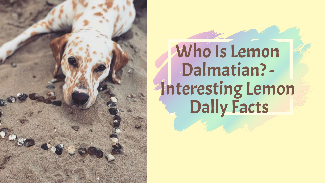 Lemon Dalmatian has lemon pigmentation are energetic dogs