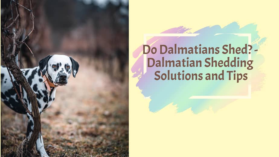 Do Dalmatians Shed? - Dalmatian Shedding Solutions and Tips