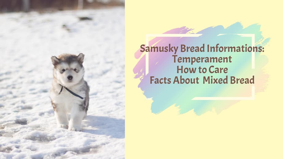 Samusky Bread Informations: Temperament How to Care Facts About Mixed Bread