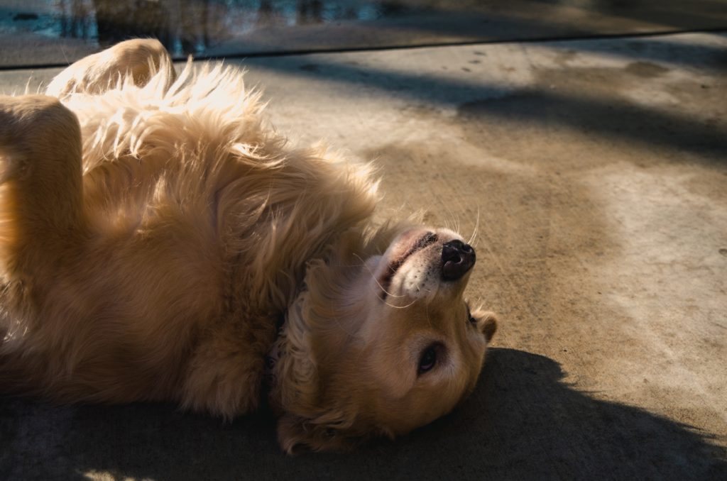 curly golden retriever dog breed in american kennel club