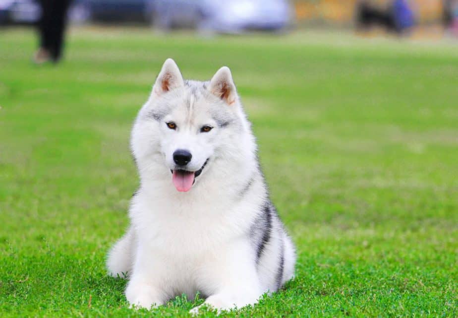 samusky parent breeds - siberian husky and samoyed dog